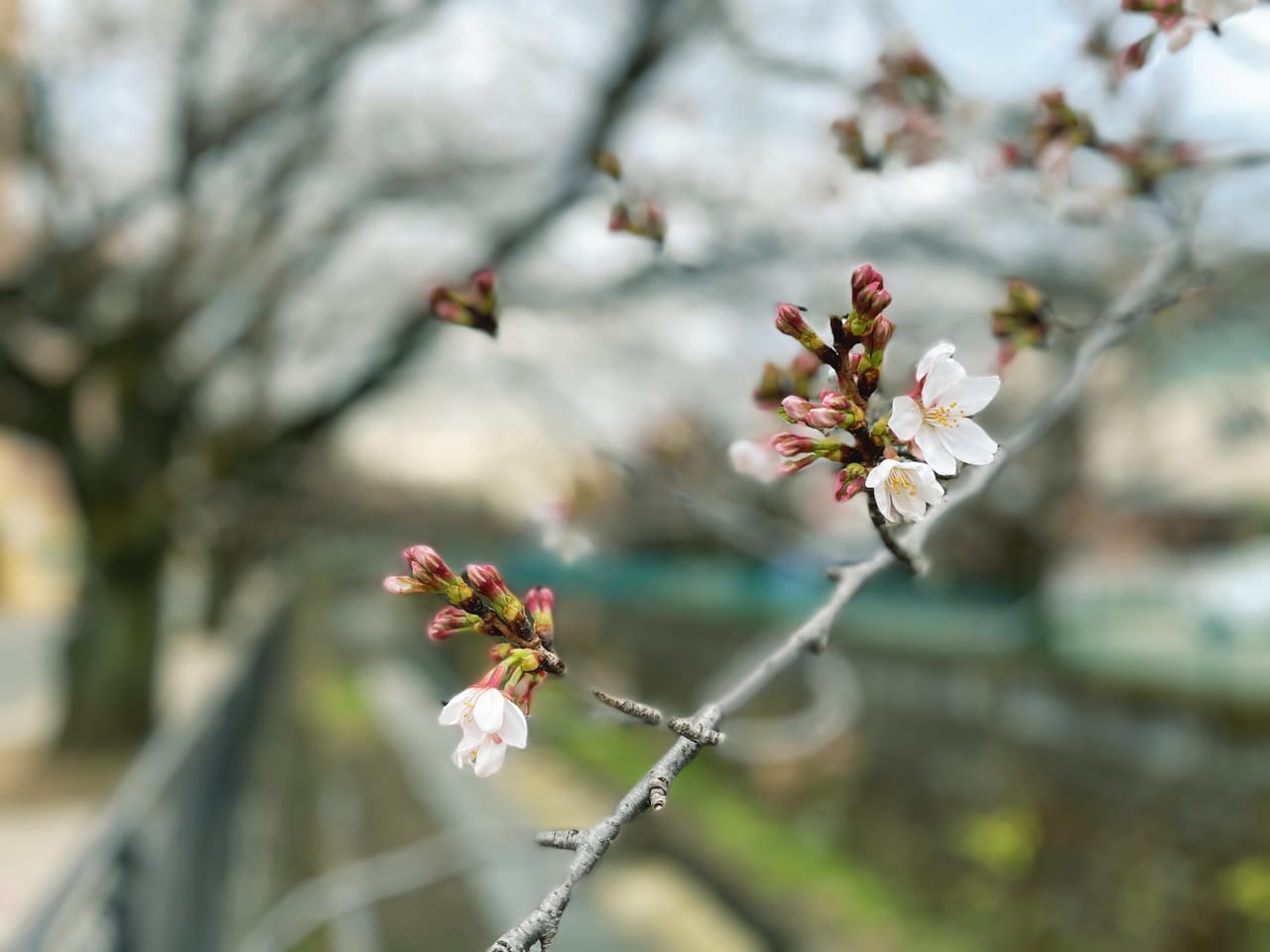 川崎市麻生区 小田急線柿生駅からすぐ お花見スポット 麻生川 の桜がもうすぐ見ごろを迎えます 号外net 川崎市麻生区