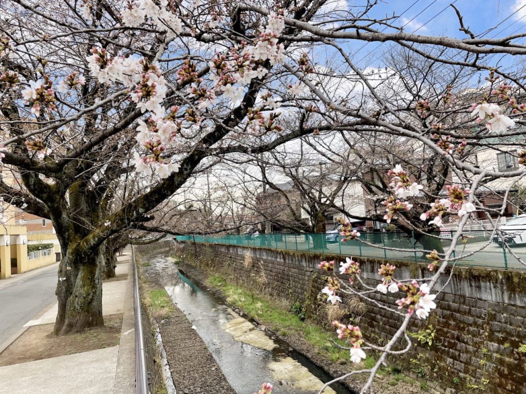 麻生川の桜