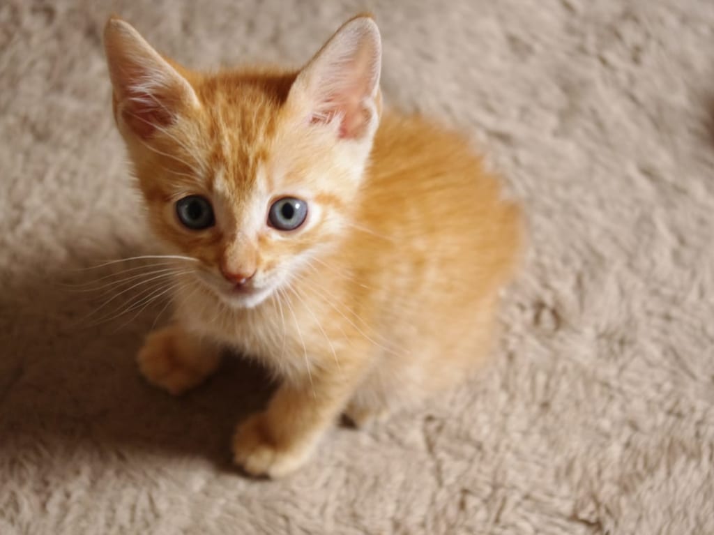 子猫